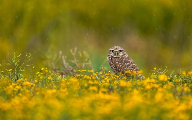 Can owl rescues be conducted at home, and if yes, what are the necessary steps to take?