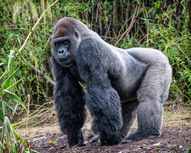 Can captive gorillas be successfully reintroduced into the wild through rescue programs?